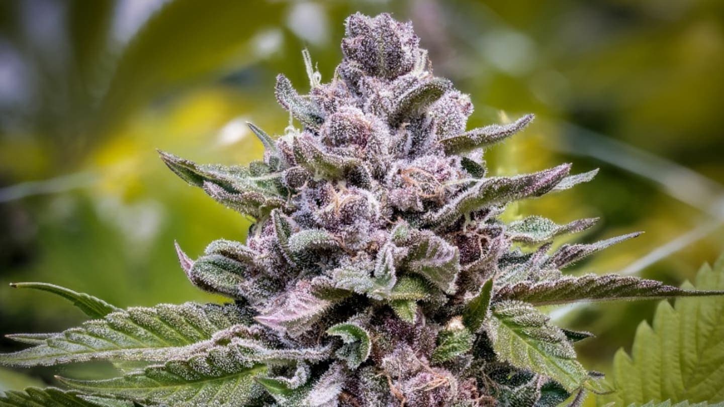 CBD Blüten kaufen – Erlebe CBD Blüten in Top-Qualität und ohne teure Werbung