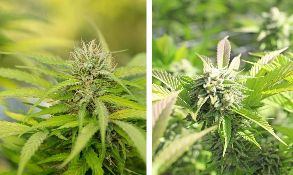 Höchste Keimraten sichern – Weed Samen kaufen in bester Frische